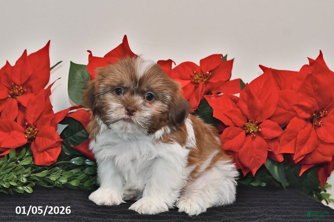 Shih Tzu dogs for sale: Rascal - Ad 5
