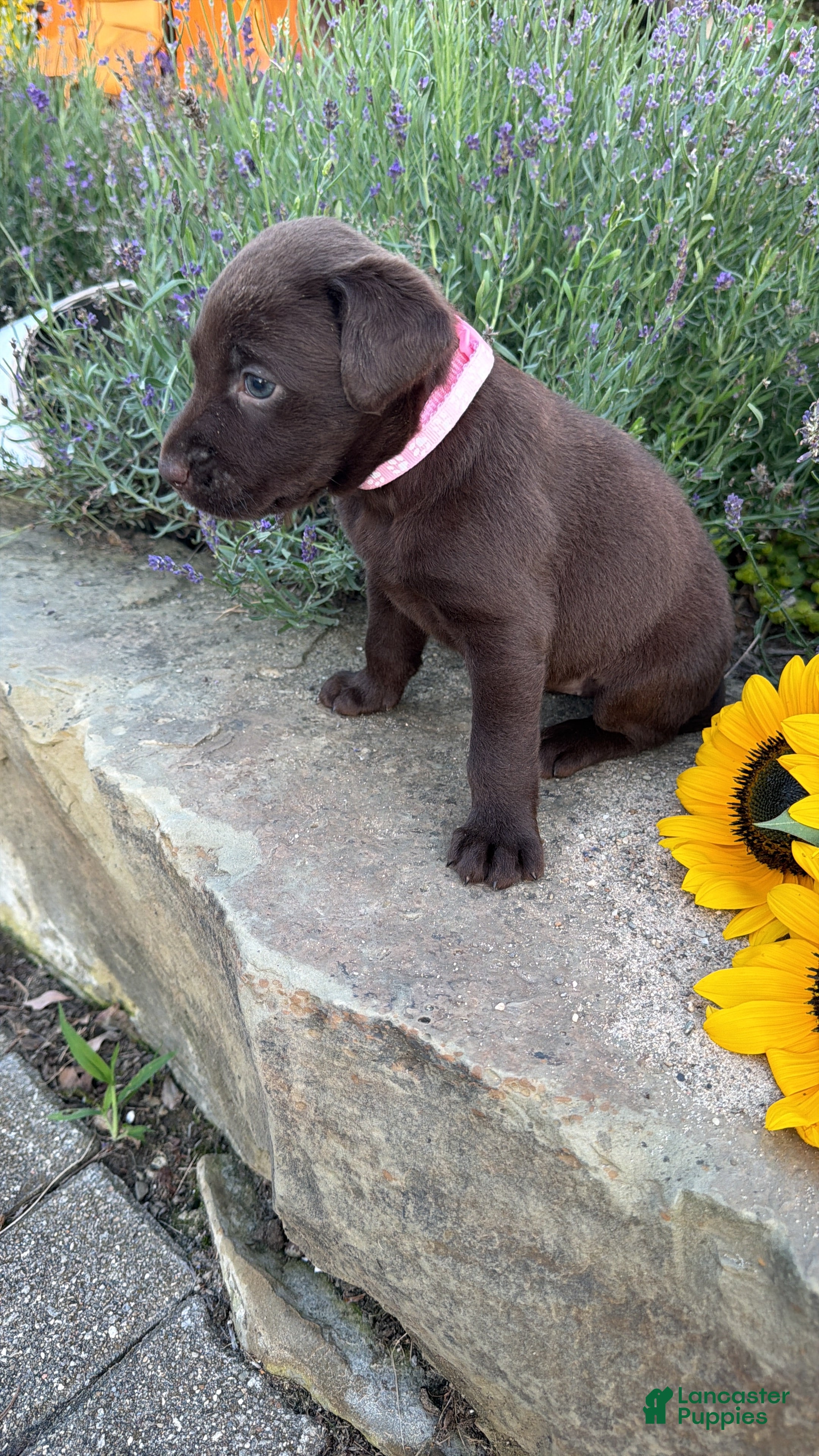 Labrador Retriever dogs Daisy May - Ad 2