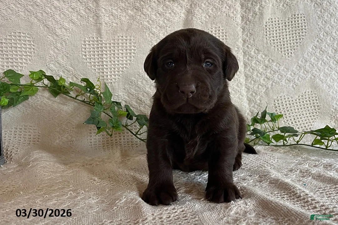 Labrador Retriever dogs for sale: Ribbon - Ad 1