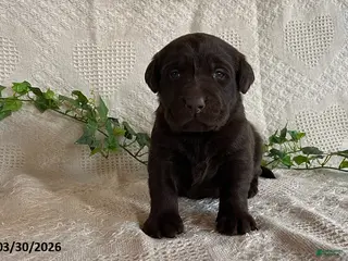 Labrador Retriever dogs for sale: Ribbon - Ad 1
