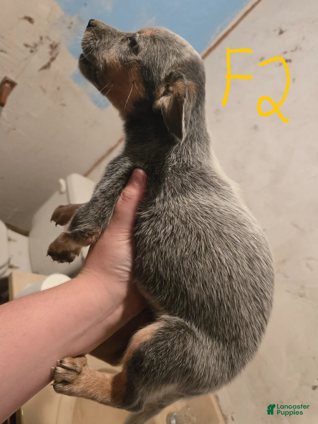 Australian Cattle Dog dogs for sale: Piper - Ad 2