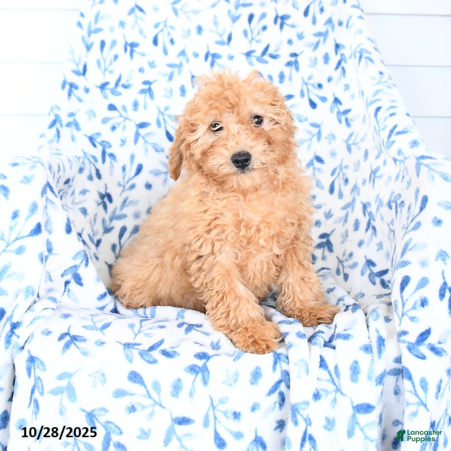 Mini Goldendoodle dogs Hershey - Ad 4