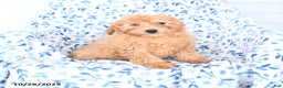 Mini Goldendoodle dogs for sale: Hershey - Ad 1