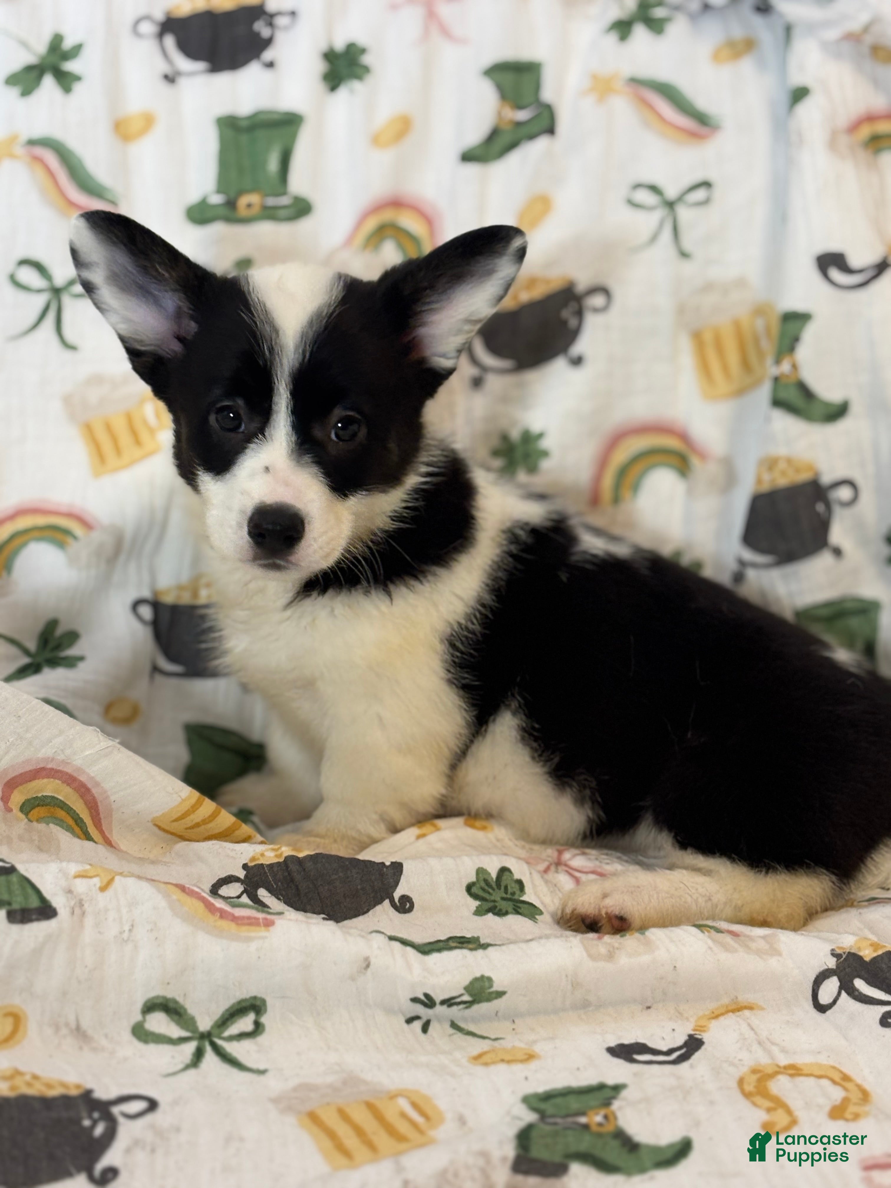 Mixed Breed dogs Purdy - Ad 15