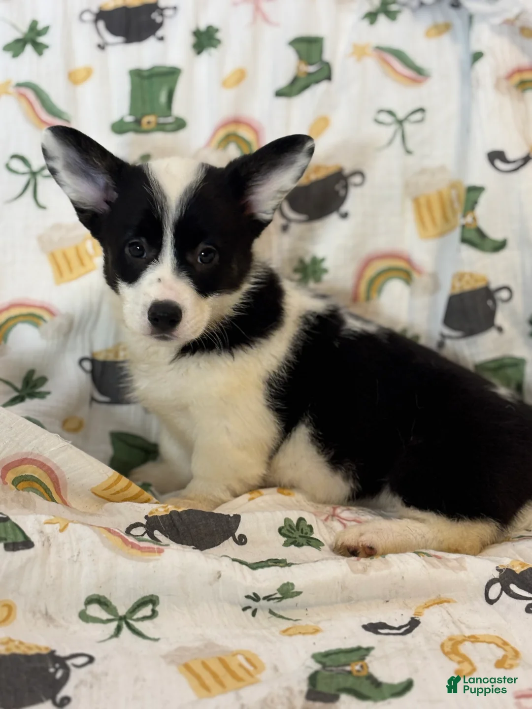 Mixed Breed dogs for sale: Purdy - Ad 1