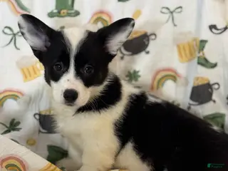 Mixed Breed dogs Purdy - Ad 15