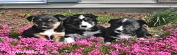 Mixed Breed dogs for sale: Stella - Ad 5