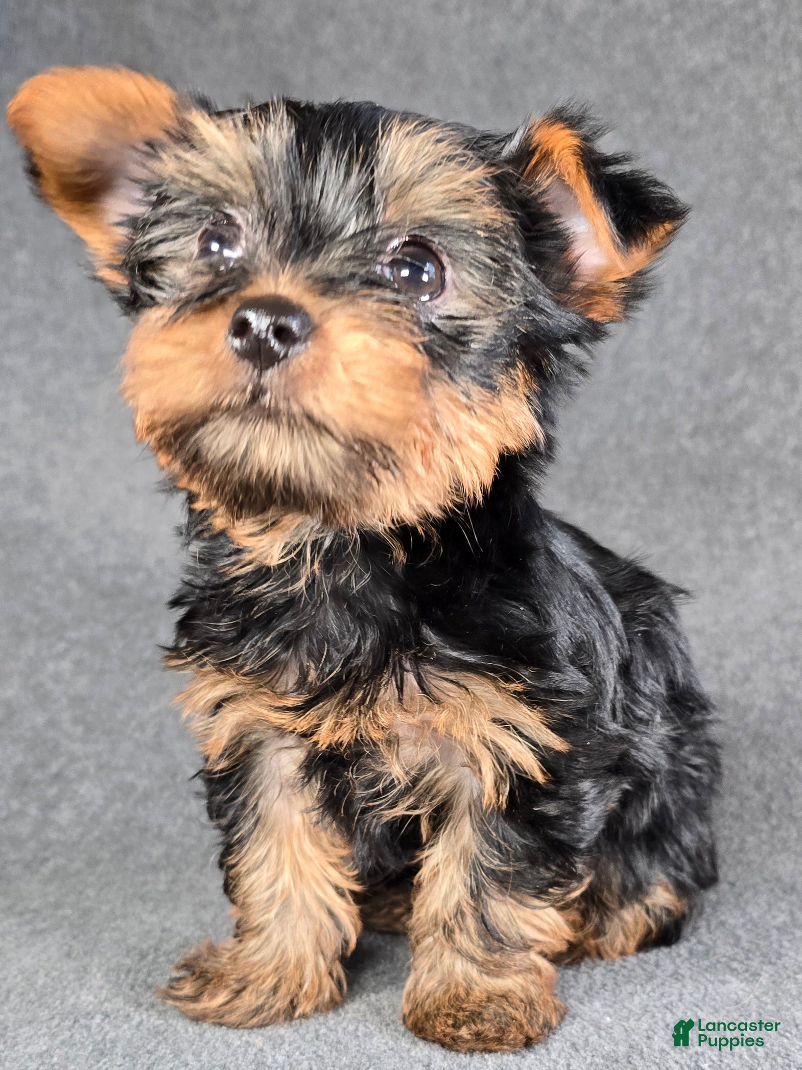 Yorkshire Terrier dogs Sampson  - Ad 2