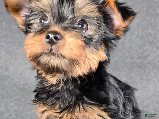 Yorkshire Terrier dogs Sampson - Ad 2