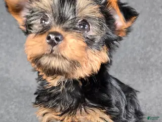 Yorkshire Terrier dogs Sampson - Ad 2