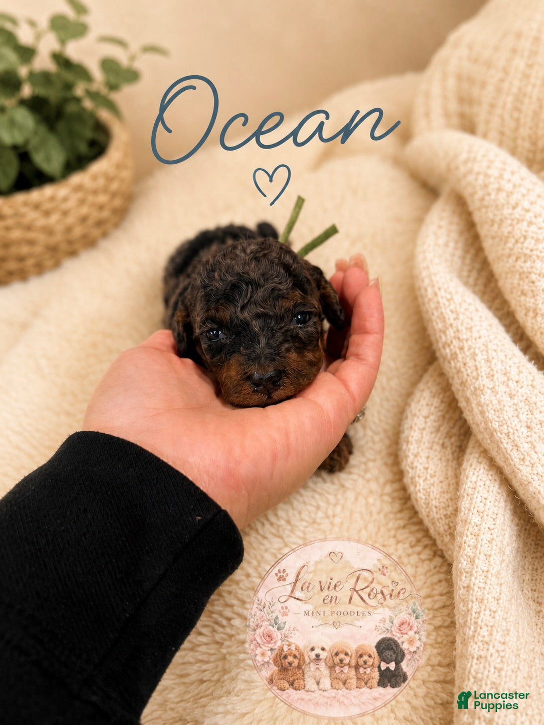 Miniature Poodle dogs Ocean - Ad 39