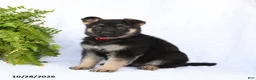 German Shepherd dogs for sale: Rieka - Ad 4