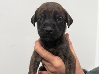 English Mastiff dogs English Mastiff Puppy 3 - Ad 38