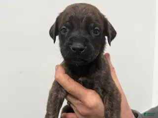 English Mastiff dogs English Mastiff Puppy 3 - Ad 39