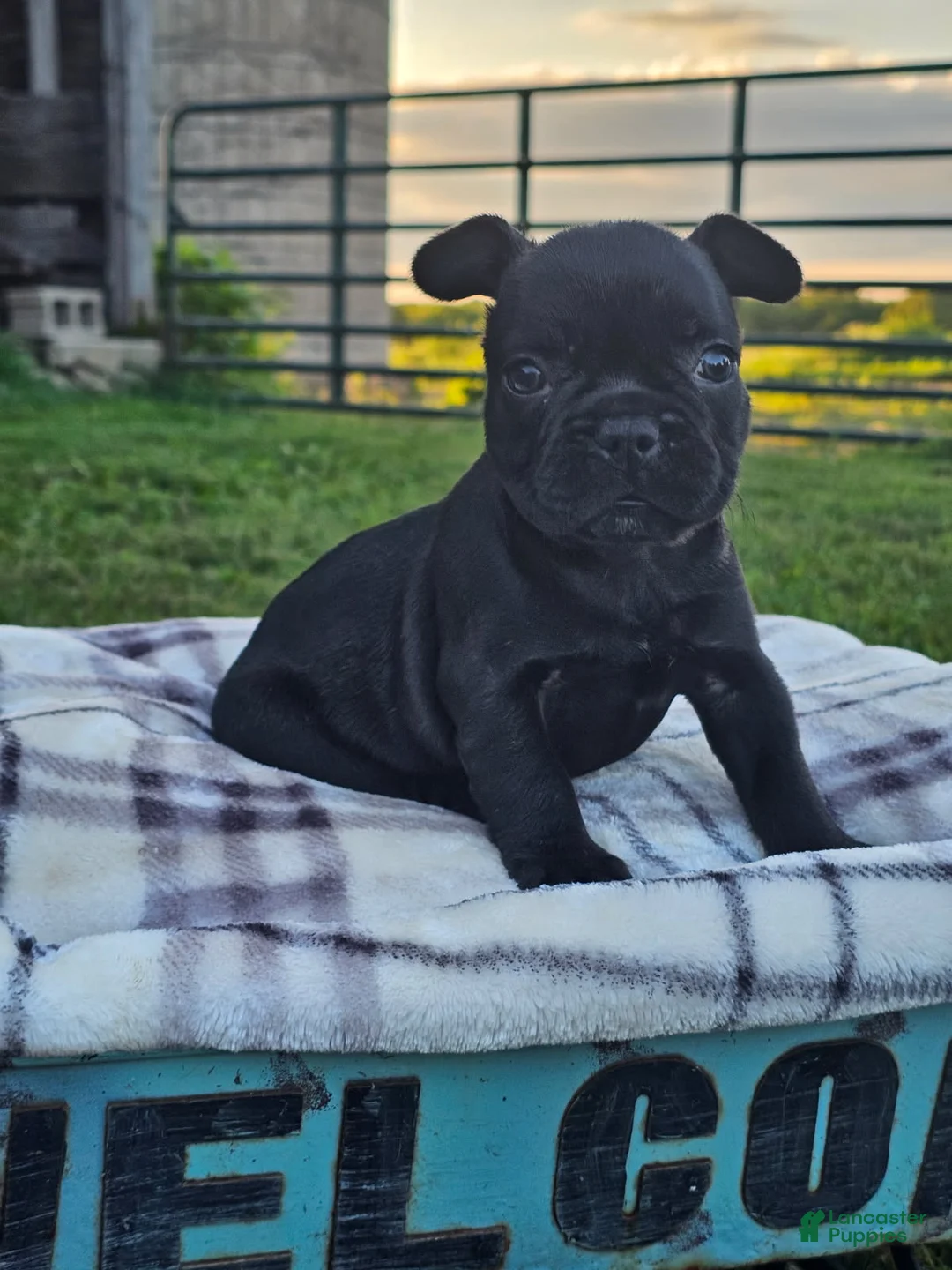 French Bulldog dogs for sale: Gus - Ad 1