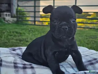 French Bulldog dogs Gus - Ad 35