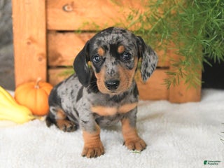 Miniature Dachshund dogs - Ad 40