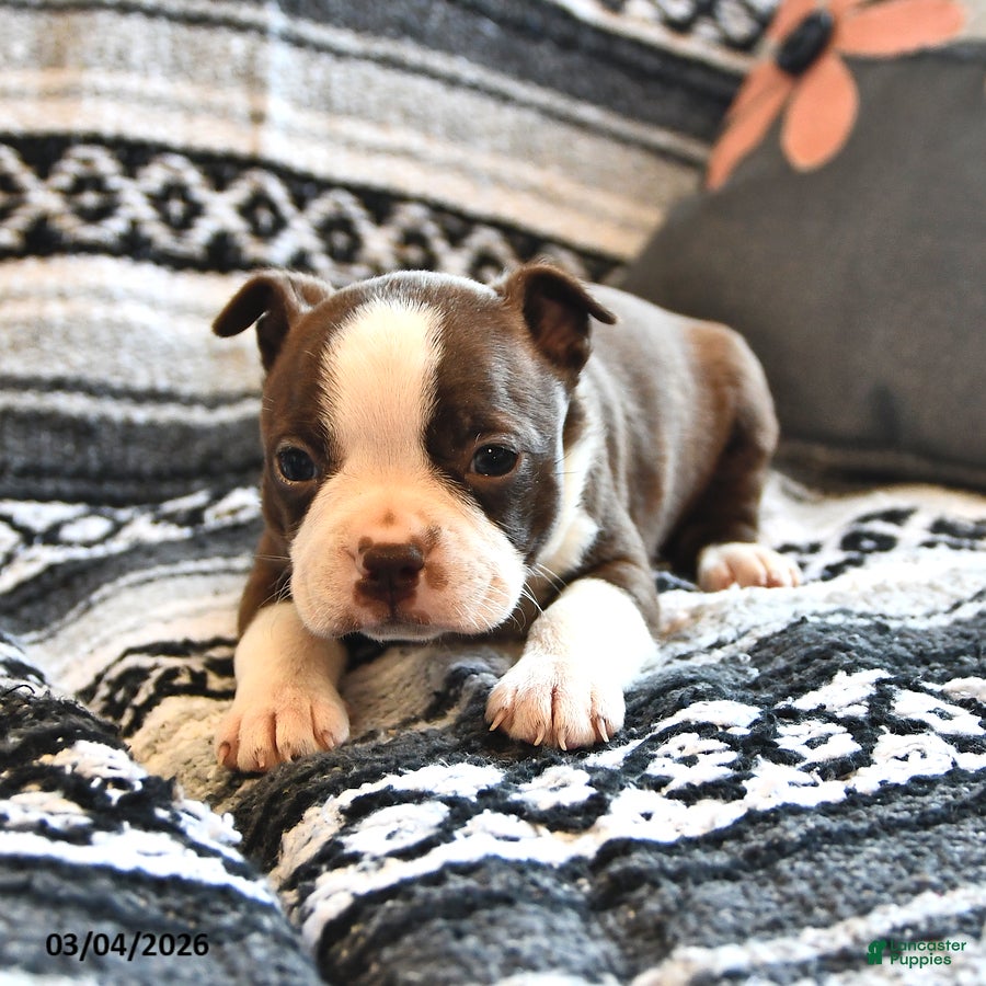 Boston Terrier dogs Homer - Ad 1