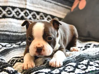 Boston Terrier dogs for sale: Homer - Ad 2