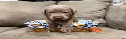 Labrador Retriever dogs for sale: Jameson - Ad 1