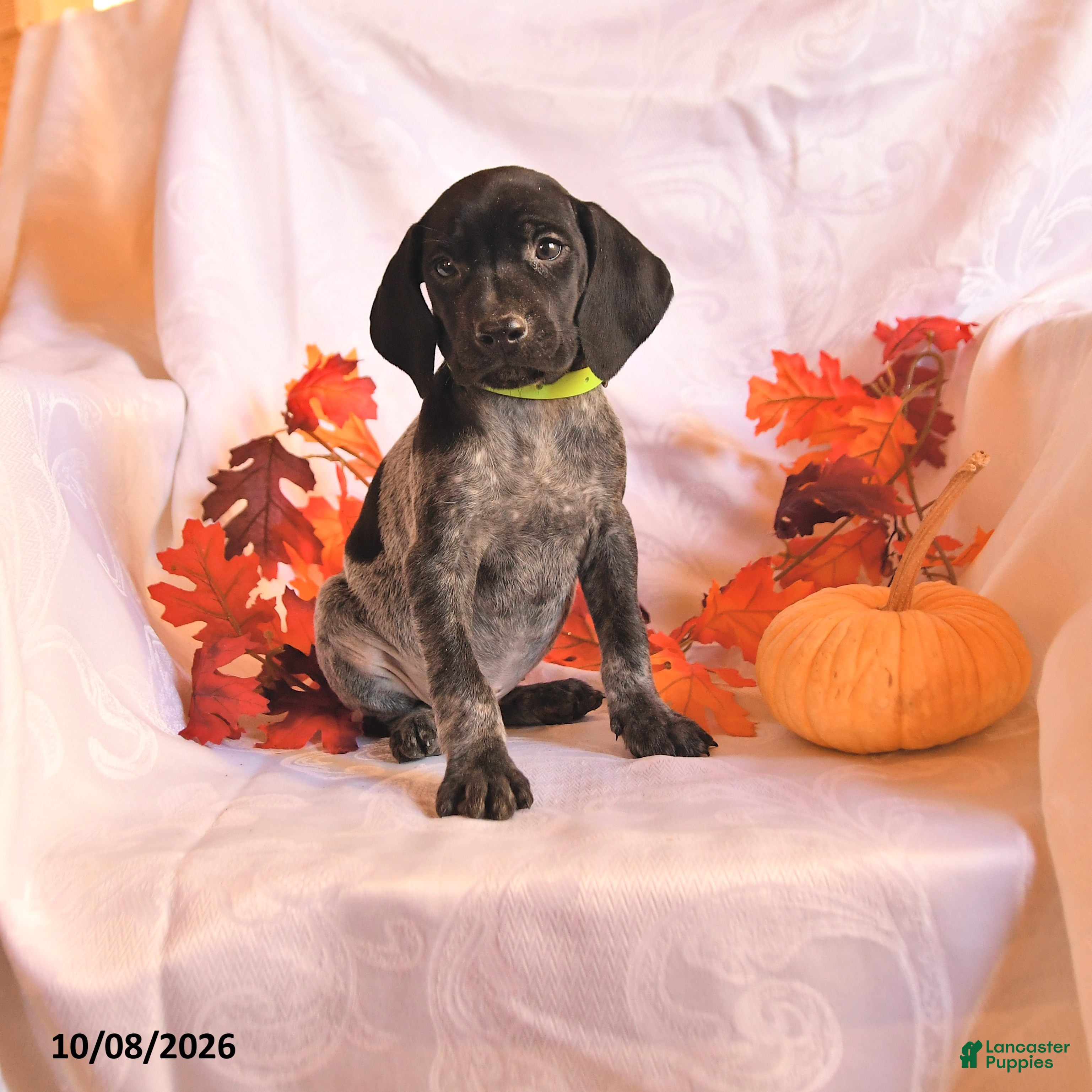 German Shorthaired Pointer dogs Champion - Ad 1
