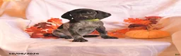 German Shorthaired Pointer dogs for sale: Champion - Ad 1