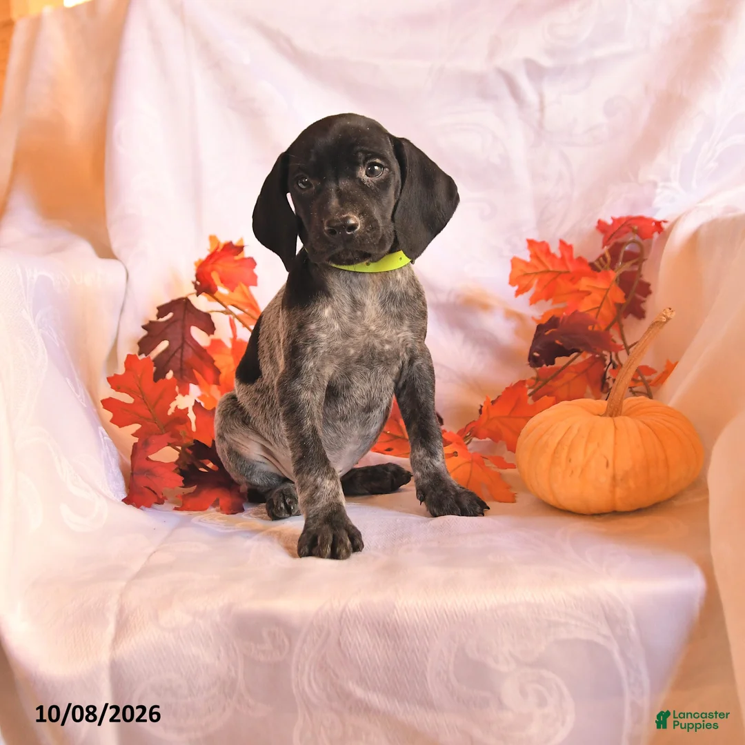 German Shorthaired Pointer dogs for sale: Champion - Ad 1