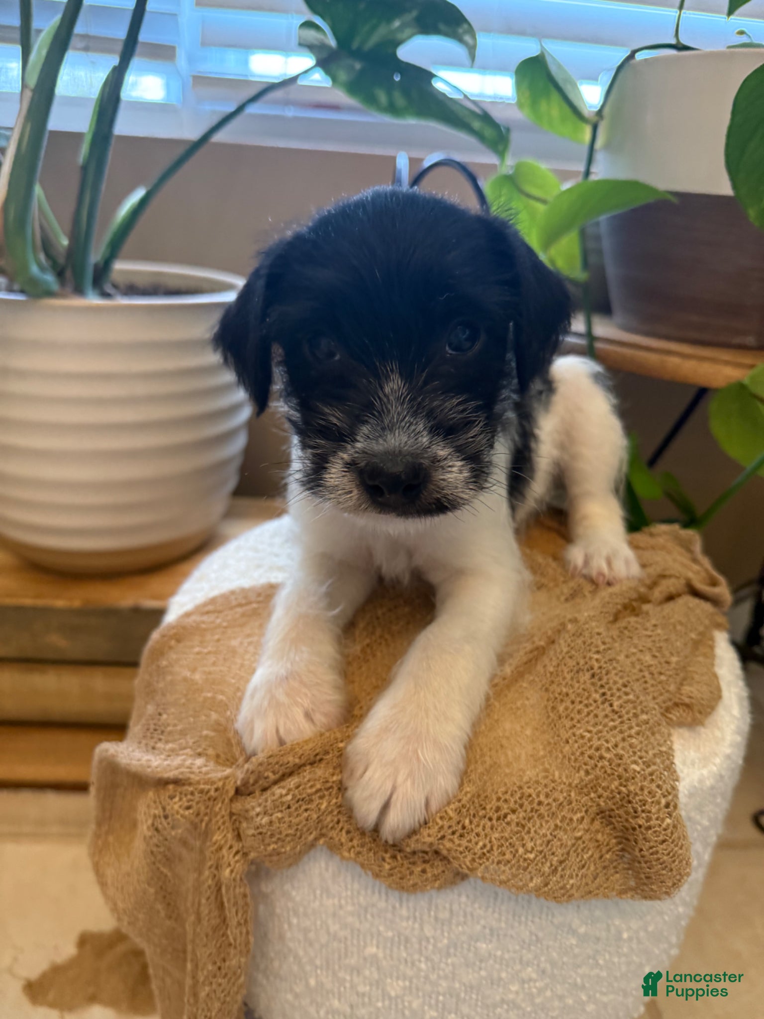 Jack Russell Terrier dogs Jrtca Ruger - Ad 1