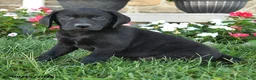 Labrador Retriever dogs for sale: Grahm - Ad 2
