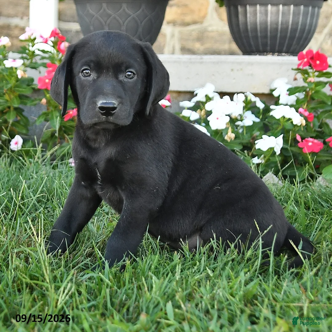 Labrador Retriever dogs for sale: Grahm - Ad 2