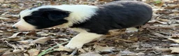 Border Collie dogs for sale: Nigella - Ad 5