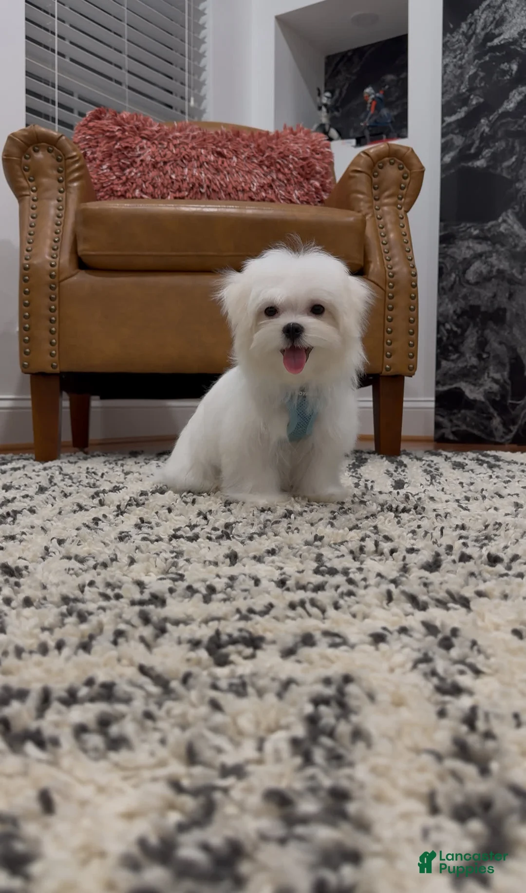 Maltese dogs for sale: Theo - Ad 3