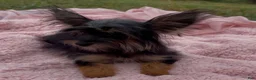 Yorkshire Terrier dogs for sale: Harper  - Ad 4