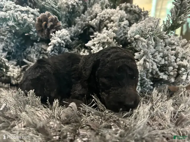 Goldendoodle dogs for sale: Layla - Ad 16