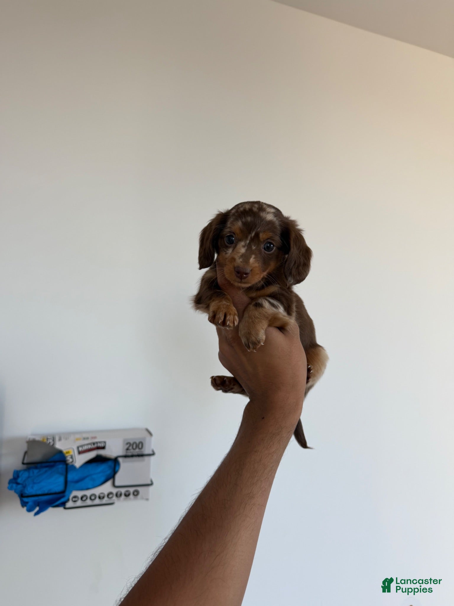 Miniature Dachshund dogs Velma  - Ad 1