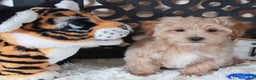Maltipoo dogs for sale: Maltipoo Puppy Barry - Ad 4