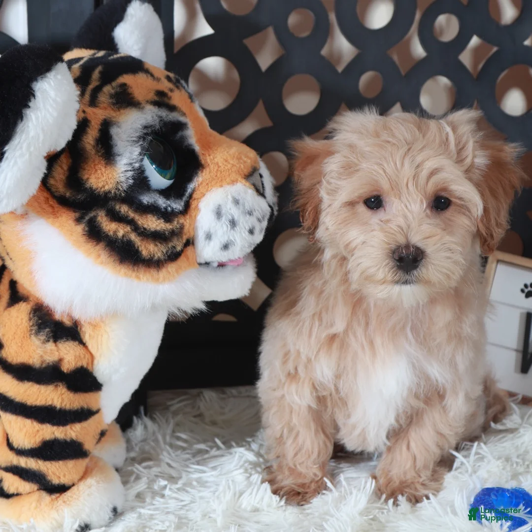 Maltipoo dogs for sale: Maltipoo Puppy Barry - Ad 4