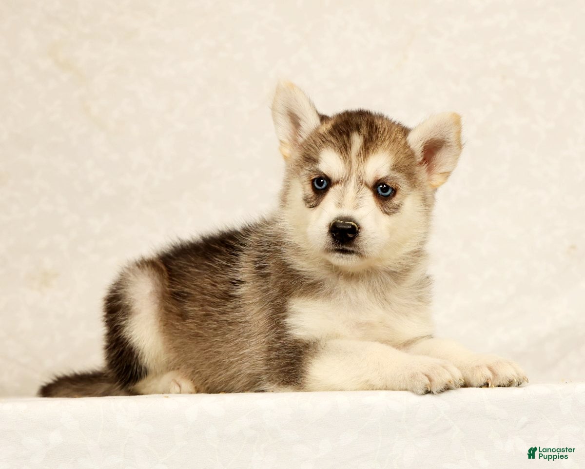 Gerberian Shepsky dogs Abby - Ad 2