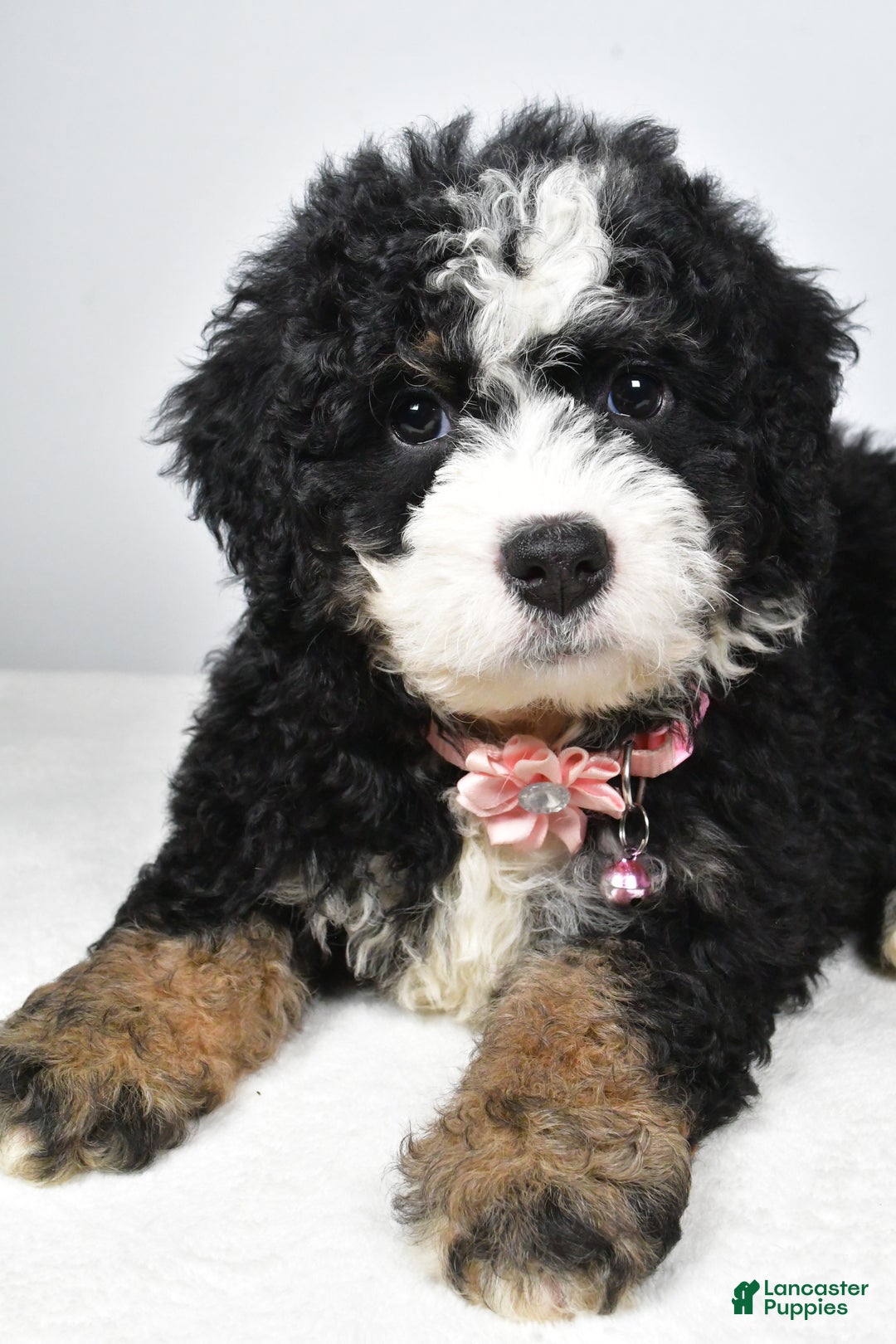 Mixed Breed dogs for sale: Coco - Ad 5