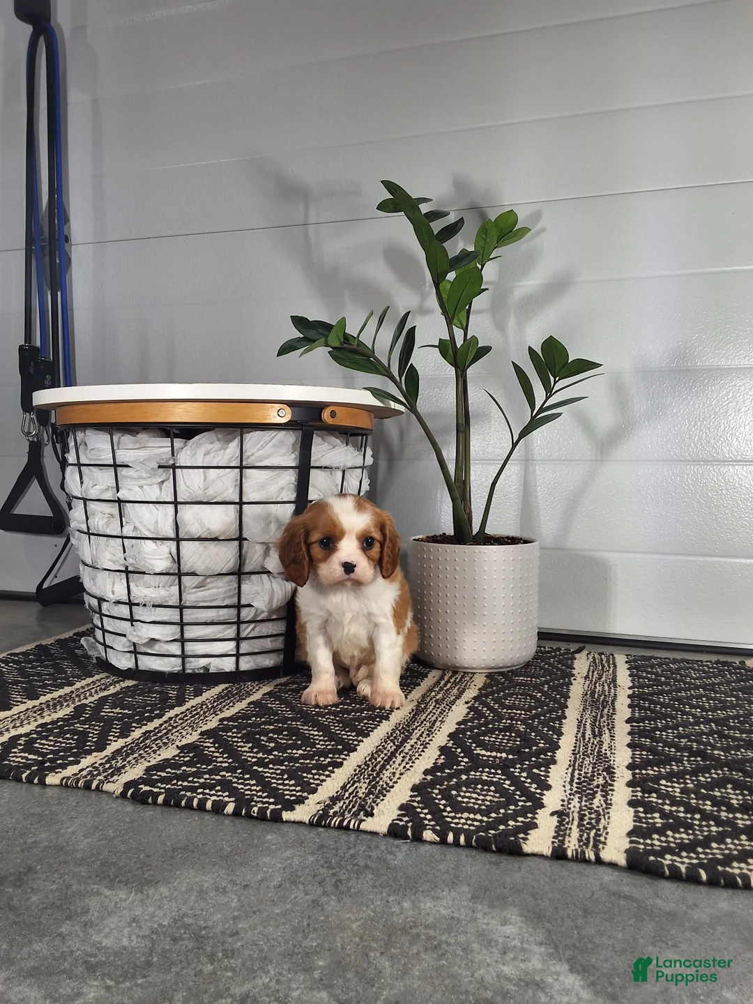 Cavalier King Charles Spaniel dogs for sale: Cavalier King Charles Spaniel Puppy 1 - Ad 1