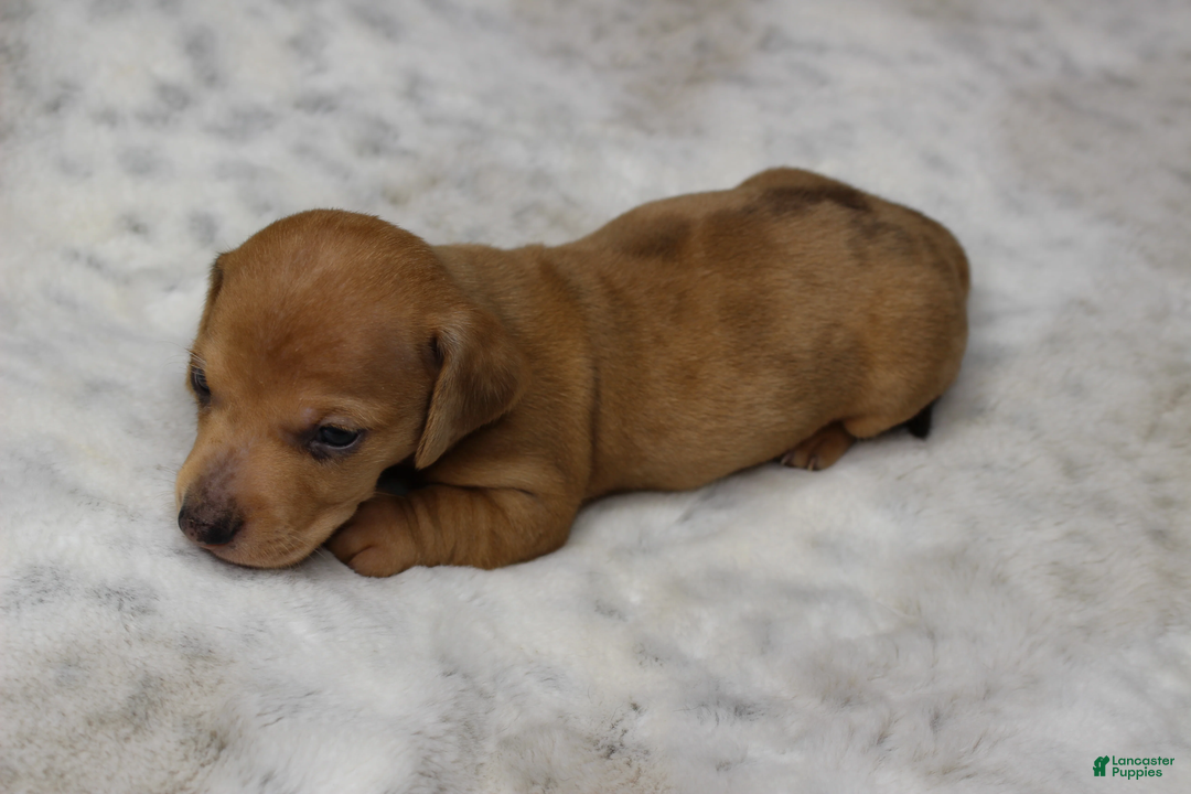 Miniature Dachshund dogs for sale: Thor - Ad 2