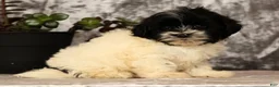 Havapoo dogs for sale: Spencer - Ad 3