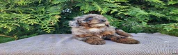 Mini Bernedoodle dogs for sale: Leasha - Ad 15