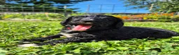 Mini Sheepadoodle dogs for sale: Ripley  - Ad 14