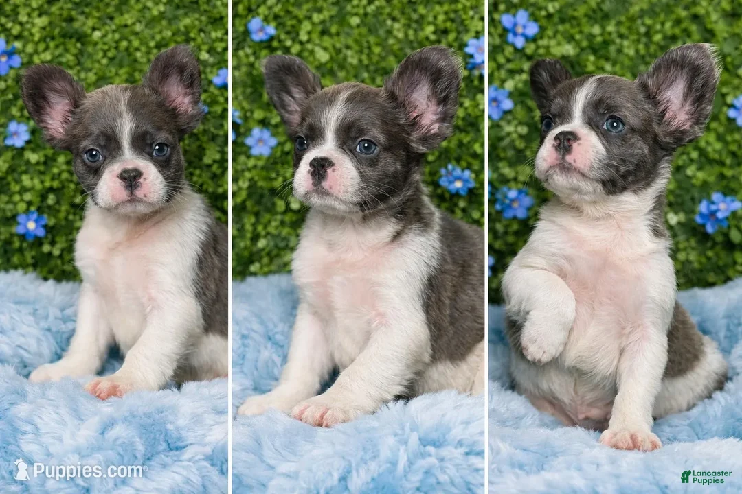 French Bulldog dogs for sale: Male Fluffy 3 - Ad 2