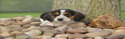 Beagle dogs for sale:  Copper 🐶 - Ad 15