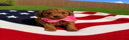 Mini Goldendoodle dogs for sale: Mini Goldendoodle 7 - Ad 5