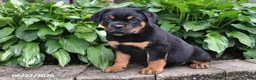 Rottweiler dogs for sale: Captain - Ad 5