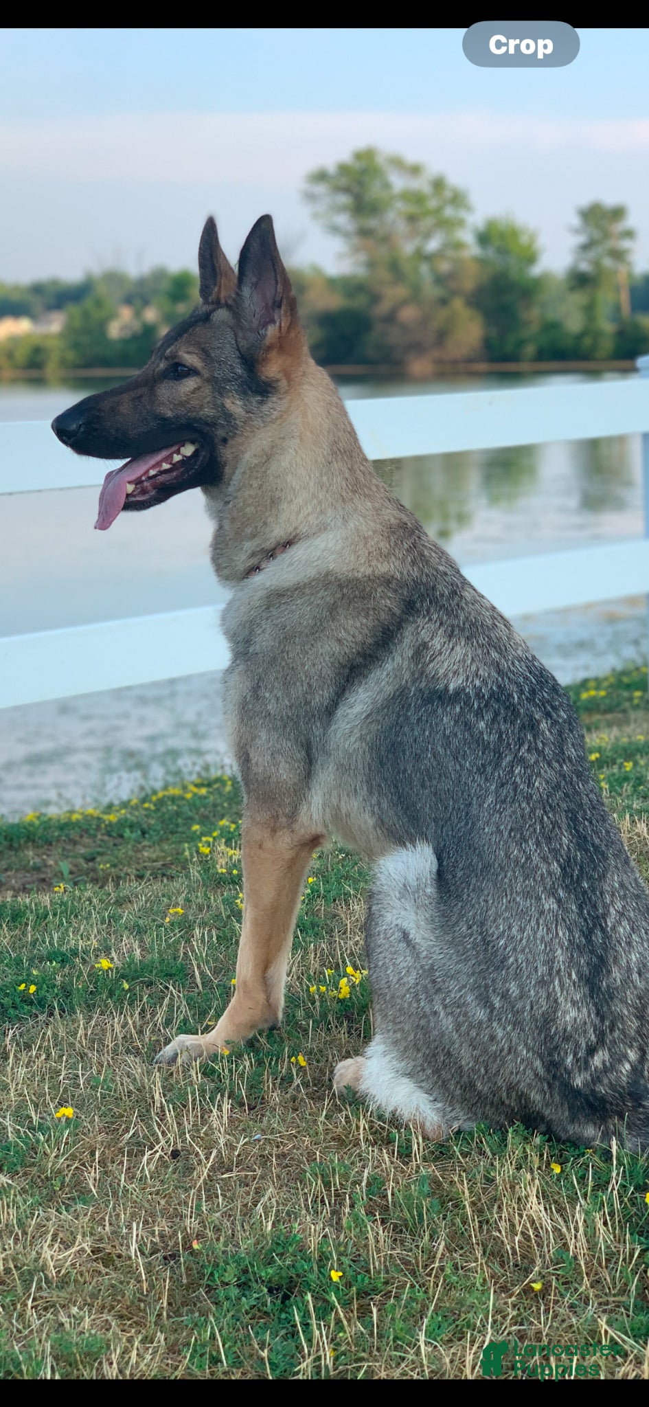 Mixed Breed dogs Mixed Breed Puppy 3 - Ad 2