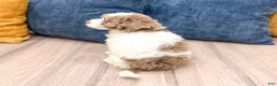 Miniature Poodle dogs for sale: Sophie - Ad 5
